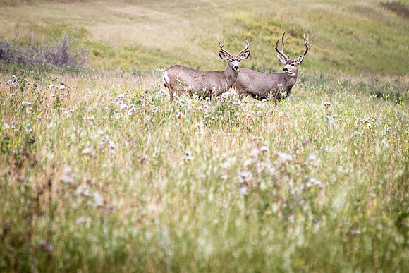 Couple of bucks