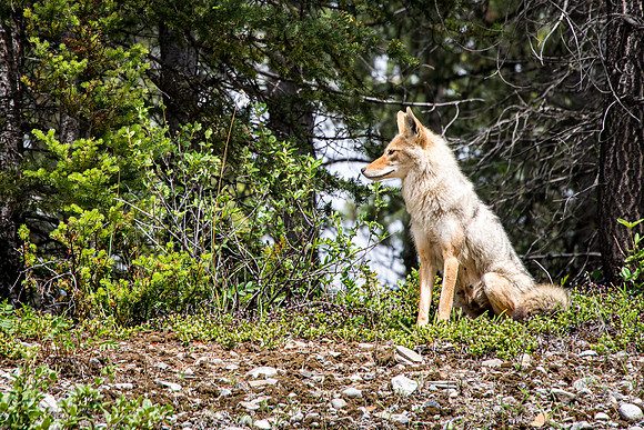 Coyote in K Country