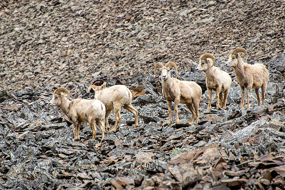 Sheep at Rock Glacier