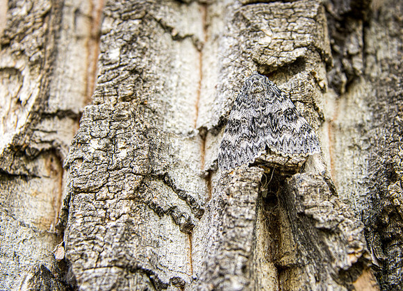 Camoflaged