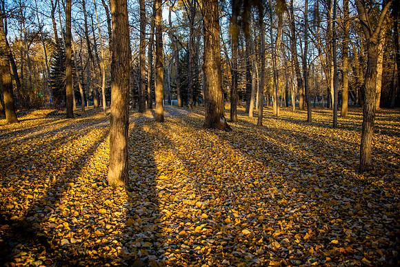 Golden Fall