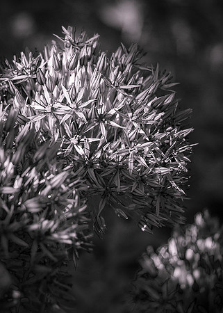 Allium