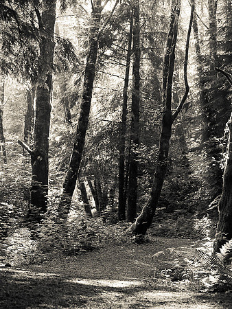 Raincoast walk