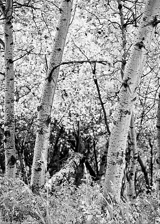 Aspens