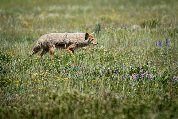 Hunting - Waterton Park