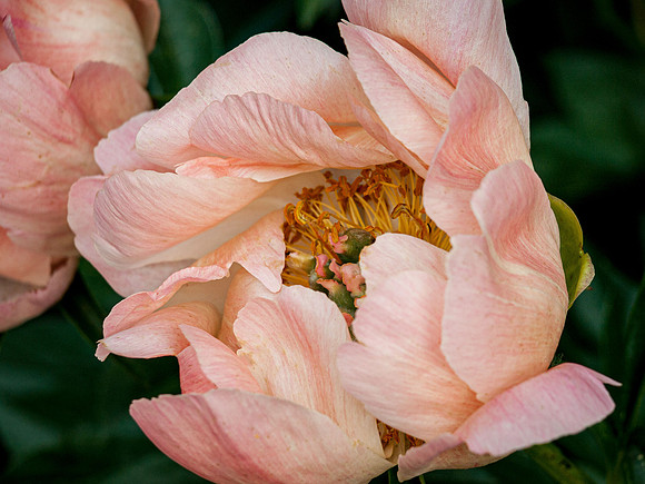 Peony - Patti's garden