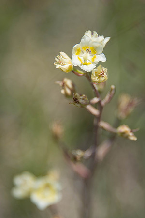 Mountain Death Camas
