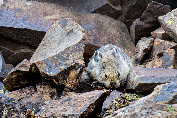 Pika of Rock Glacier - resting