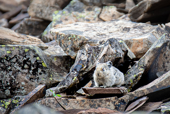 Pika of Rock Glacier - watchful