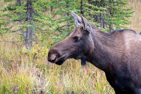 Mama Moose