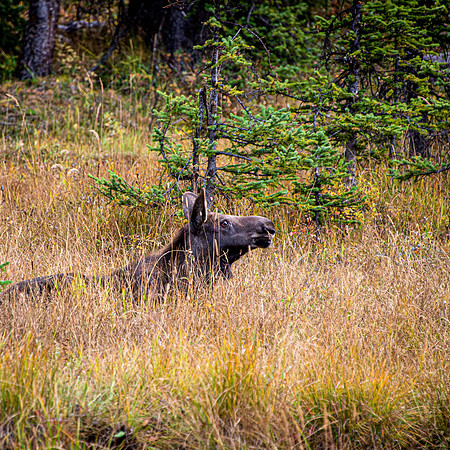 Junior Moose