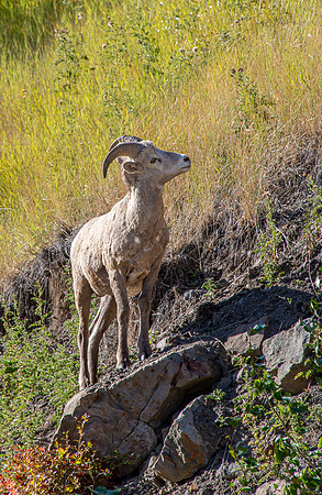 Mountain Sheep - K Country