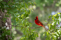 A cardinal in South Carolina