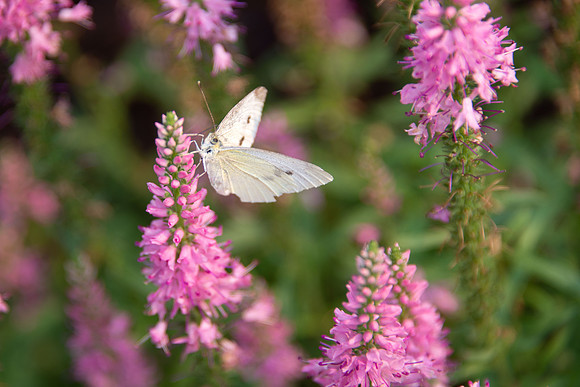 Veronica - Powys-Libbe Garden