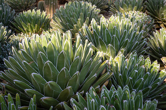 DSC_6847