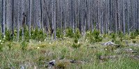 Beargrass-6