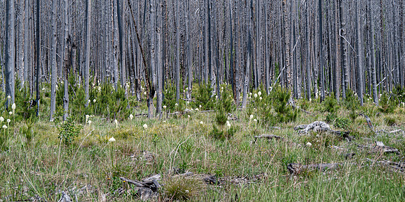 Beargrass-6
