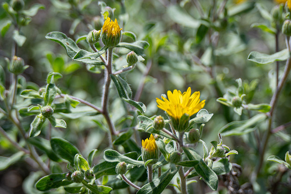 Hairy Golden aster-1