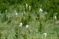 Beargrass-5