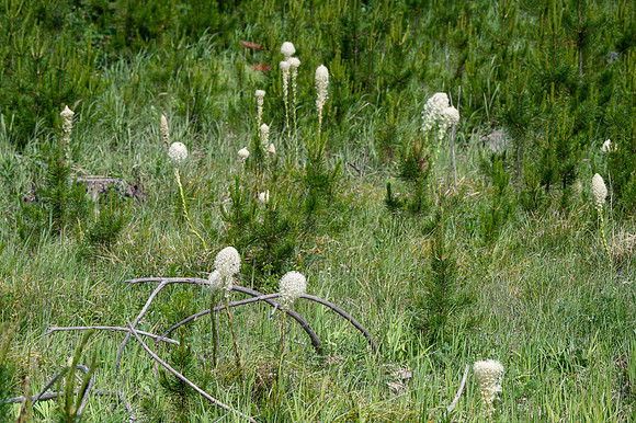 Beargrass-5