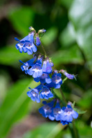 Waterton Wildflower Adventure