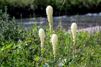beargrass-1