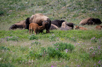 Bison-1