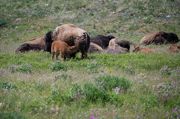 Bison-1