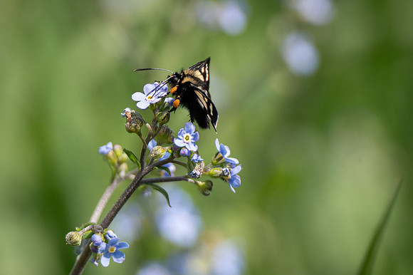 Eight Spotted Forester Moth-1