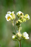 Cinquefoil-1
