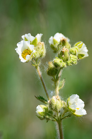 Cinquefoil-1