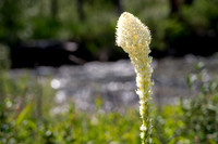 beargrass-2
