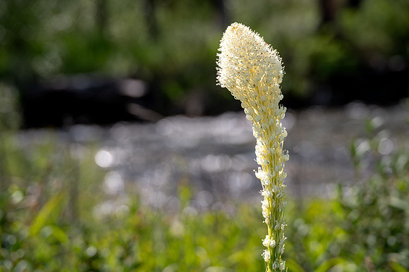 beargrass-2