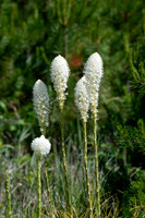 Beargrass-4