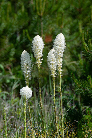 Beargrass-4