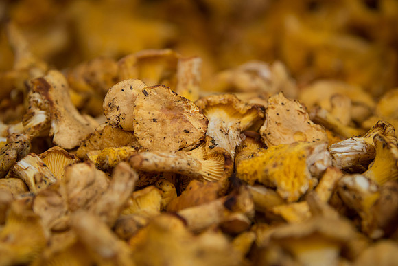 Fun with Funghi