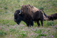 Bison-2