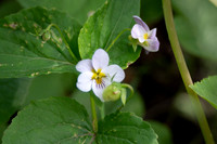 Canada Violet-1