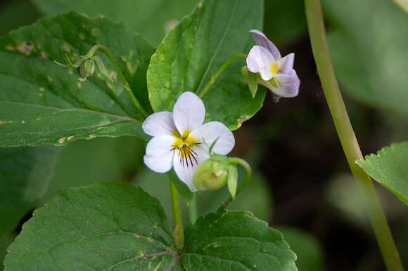 Canada Violet-1