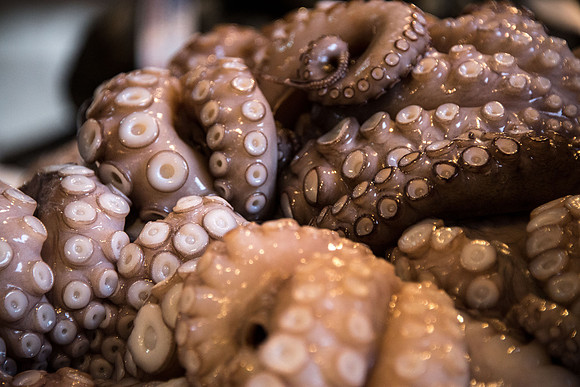 Octopii?