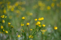 buttercup-1