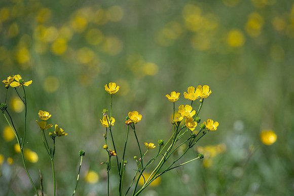 buttercup-1