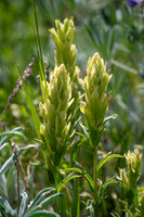 Cusick's Paintbrush-1