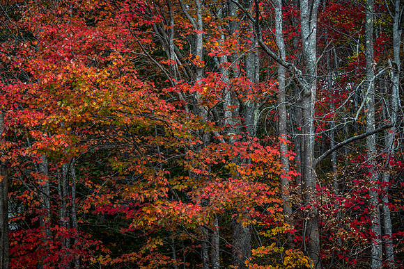 Red Leaves