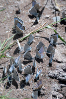Butterflies-1