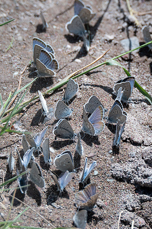 Butterflies-1