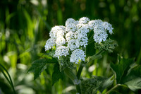 cow parsnip-1