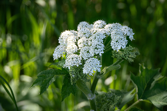 cow parsnip-1