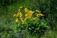 Balsamroot-1
