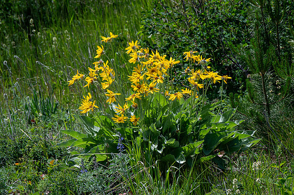 Balsamroot-1